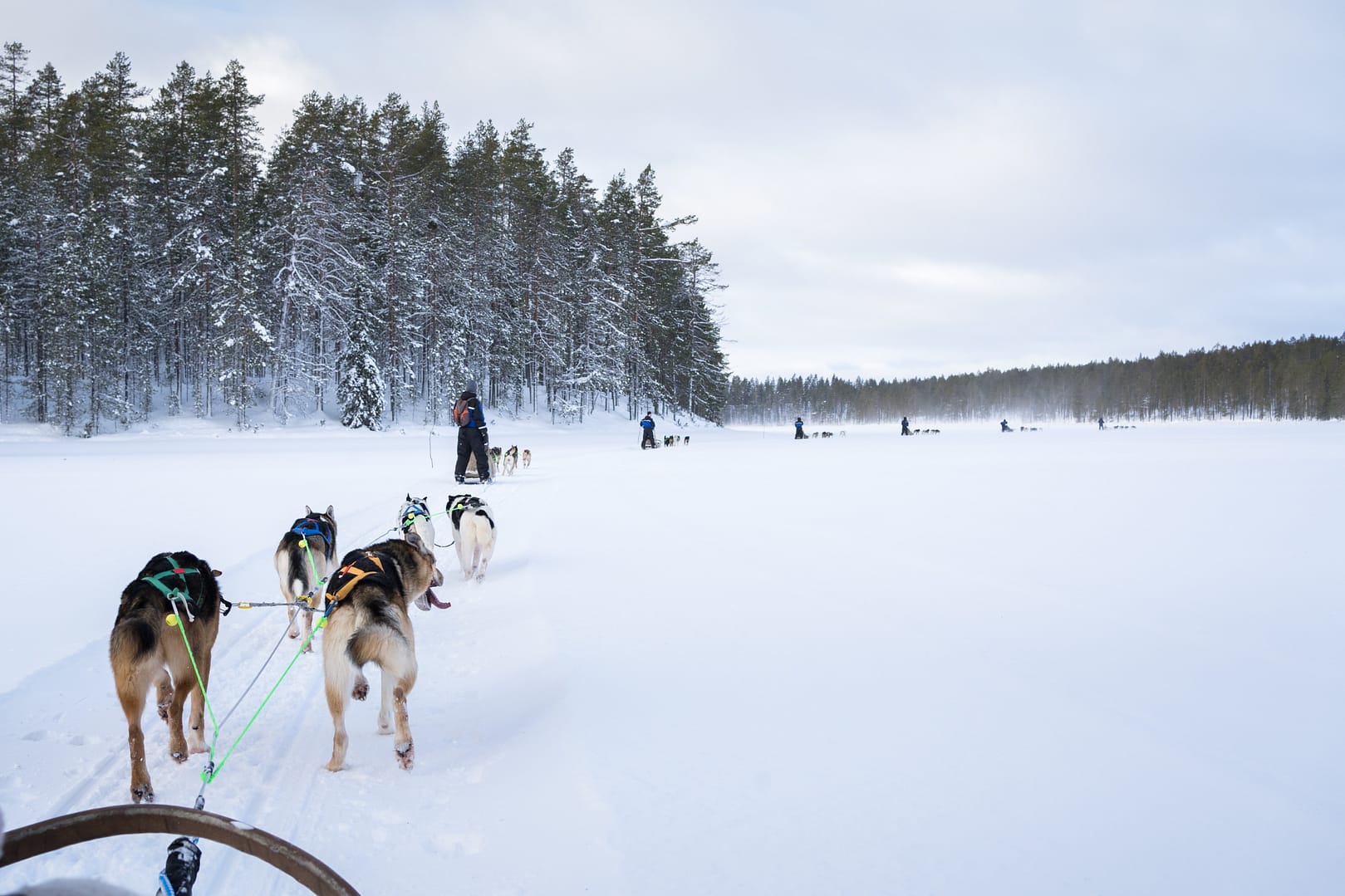 colonne de chiens de traineaux sur un lac gelé