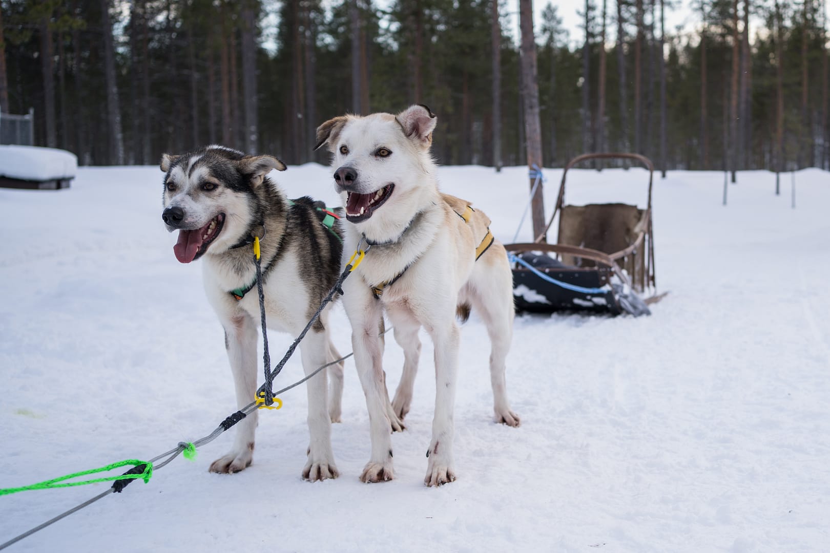 Deux chiens de traineaux attachés au traineau vide